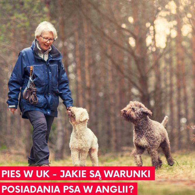 Pies w UK – jakie są warunki posiadania psa w Anglii?