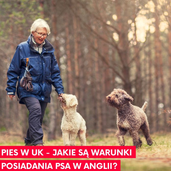 Read more about the article Pies w UK – jakie są warunki posiadania psa w Anglii?